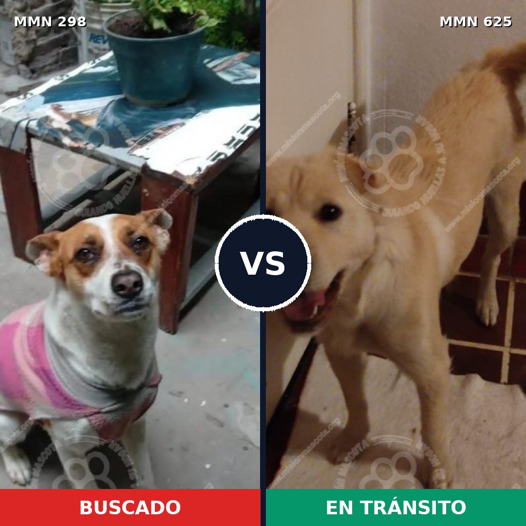 Comparativa MMS 6258: mascota perdida y mascota encontrada, 49% de similitud
