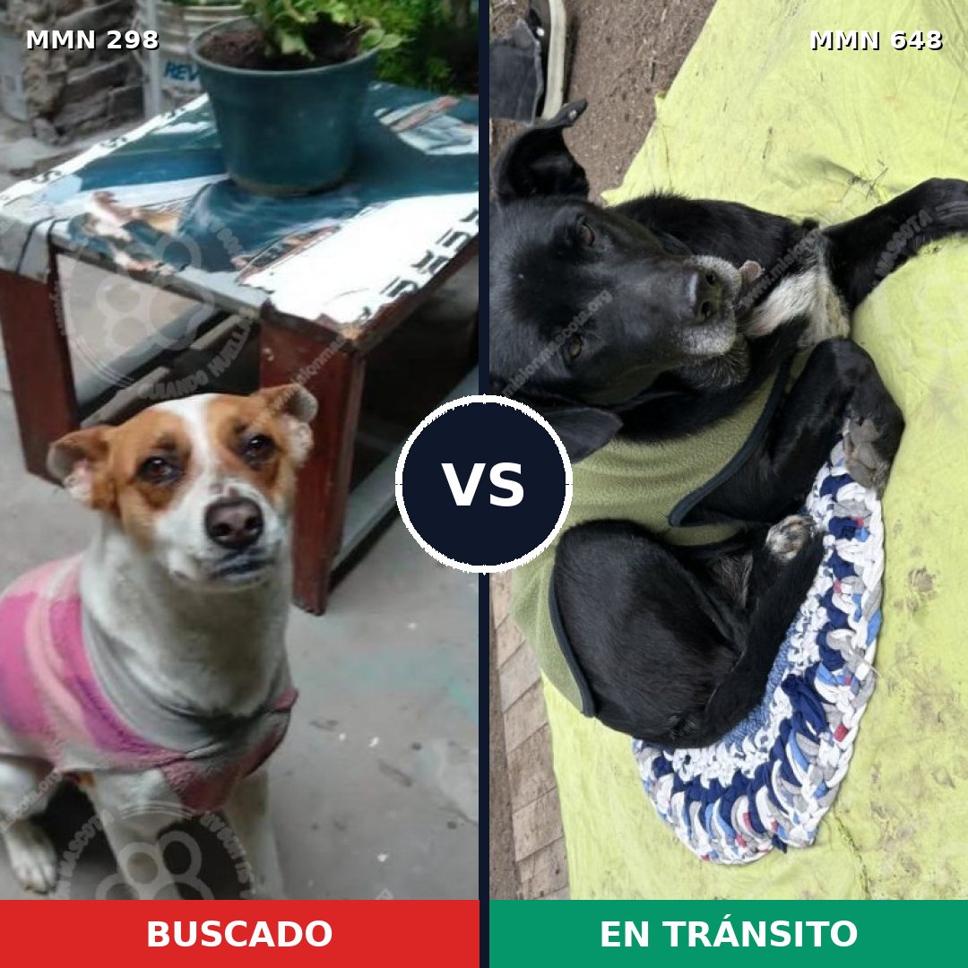 Comparativa MMS 6259: mascota perdida y mascota encontrada, 65% de similitud
