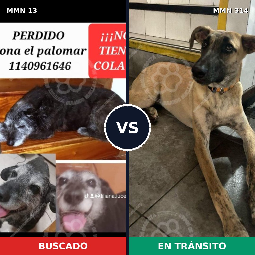 Comparativa MMS 626: mascota perdida y mascota encontrada, 61% de similitud