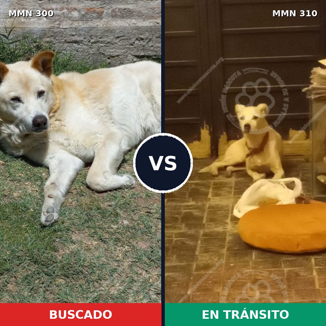 Comparativa MMS 6262: mascota perdida y mascota encontrada, 78% de similitud