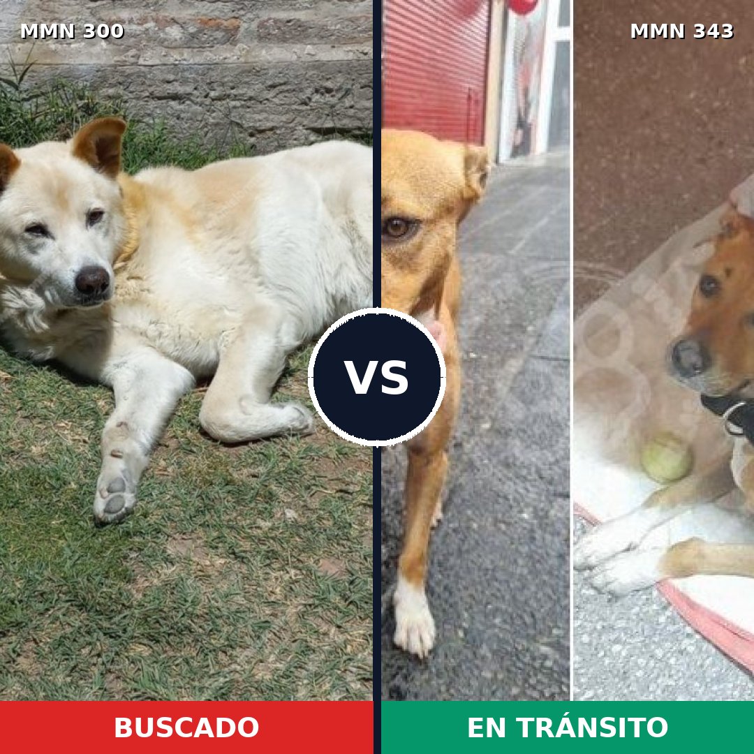 Comparativa MMS 6263: mascota perdida y mascota encontrada, 59% de similitud
