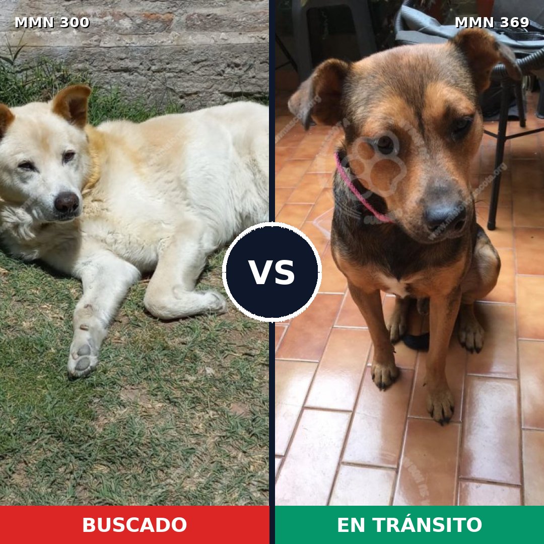 Comparativa MMS 6264: mascota perdida y mascota encontrada, 47% de similitud