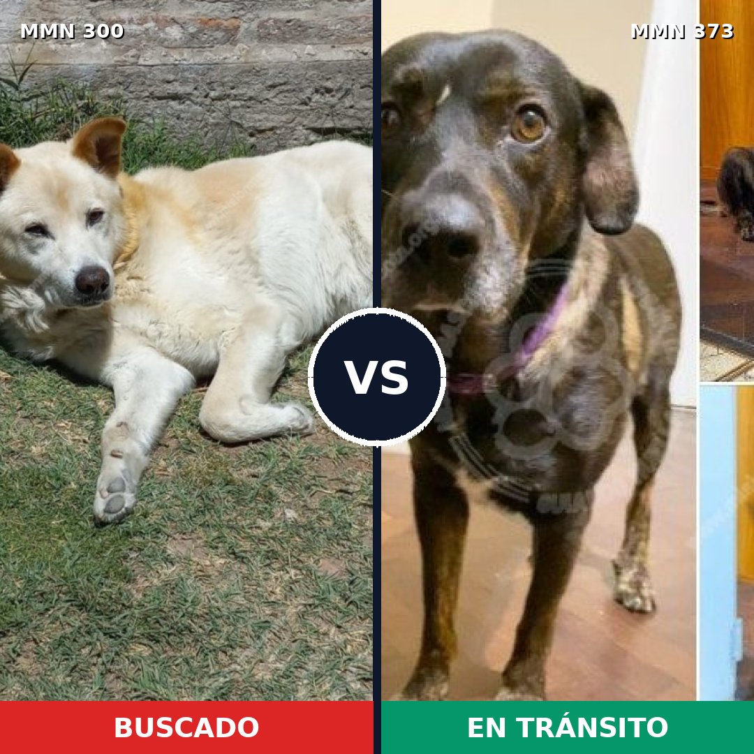 Comparativa MMS 6265: mascota perdida y mascota encontrada, 55% de similitud