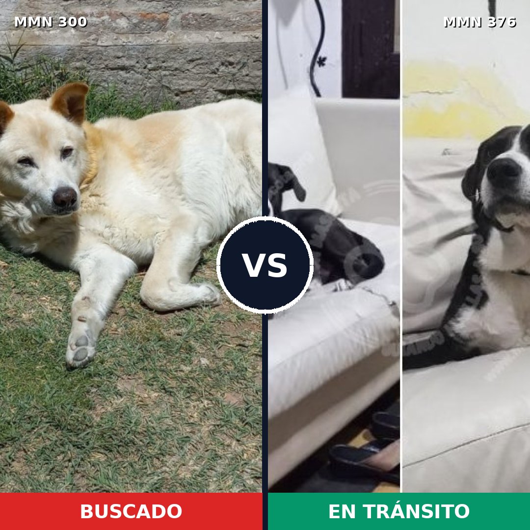 Comparativa MMS 6266: mascota perdida y mascota encontrada, 54% de similitud