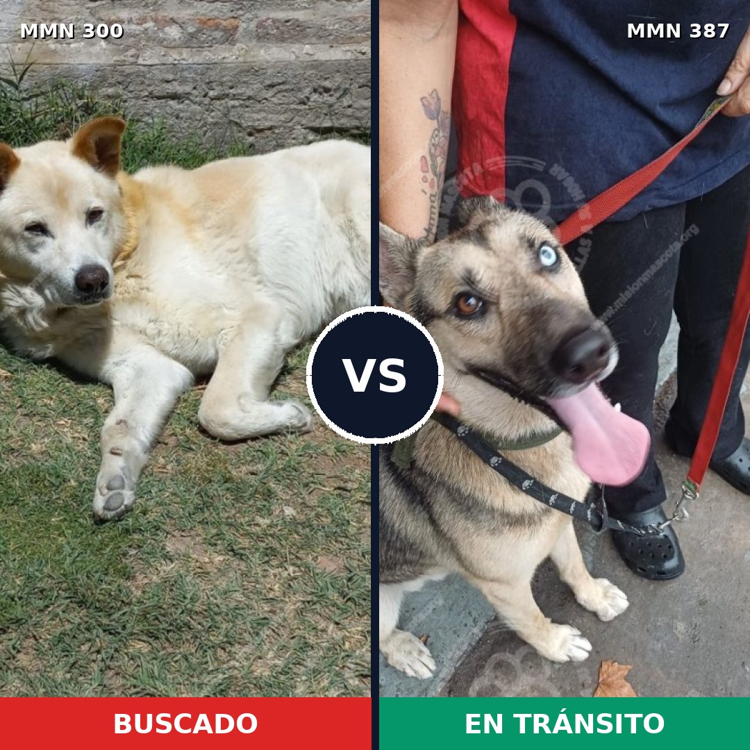 Comparativa MMS 6268: mascota perdida y mascota encontrada, 46% de similitud