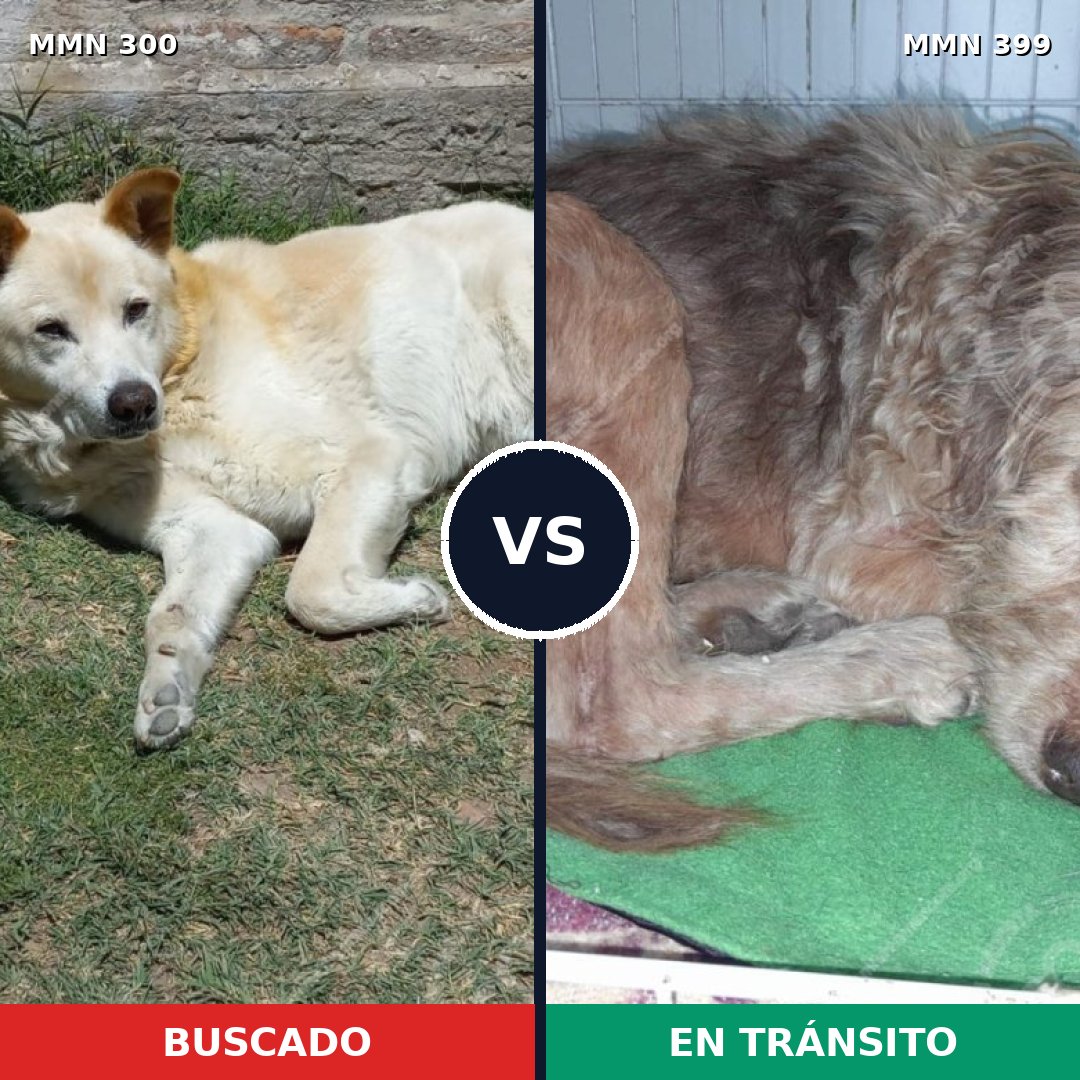 Comparativa MMS 6269: mascota perdida y mascota encontrada, 70% de similitud