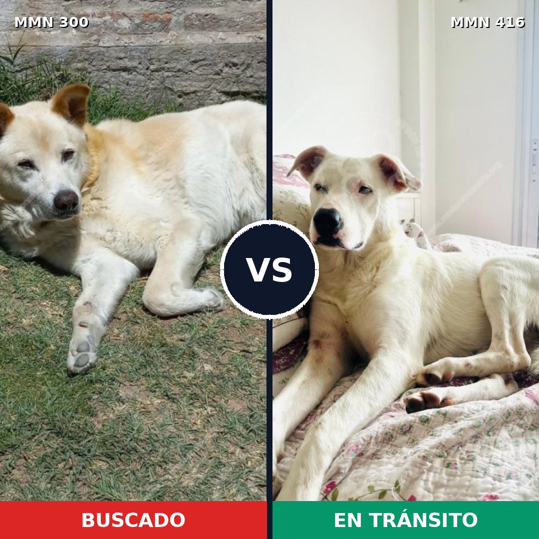 Comparativa MMS 6270: mascota perdida y mascota encontrada, 12% de similitud