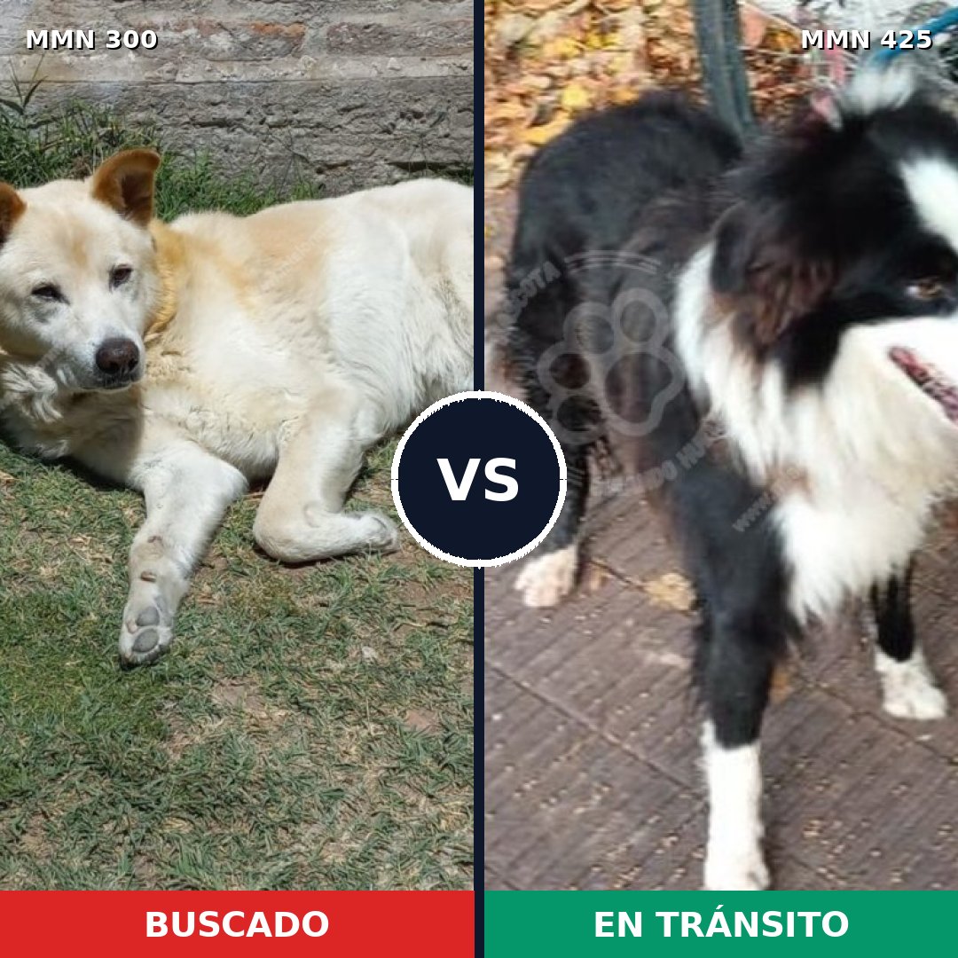 Comparativa MMS 6272: mascota perdida y mascota encontrada, 8% de similitud
