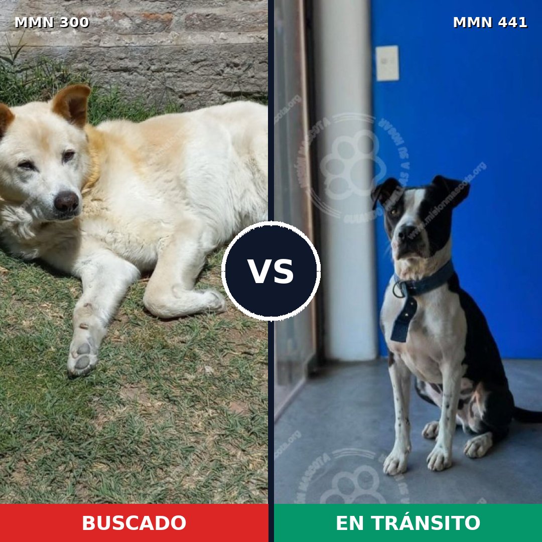 Comparativa MMS 6273: mascota perdida y mascota encontrada, 11% de similitud