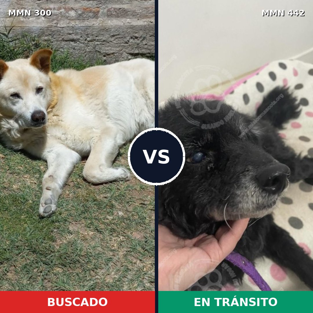 Comparativa MMS 6274: mascota perdida y mascota encontrada, 51% de similitud