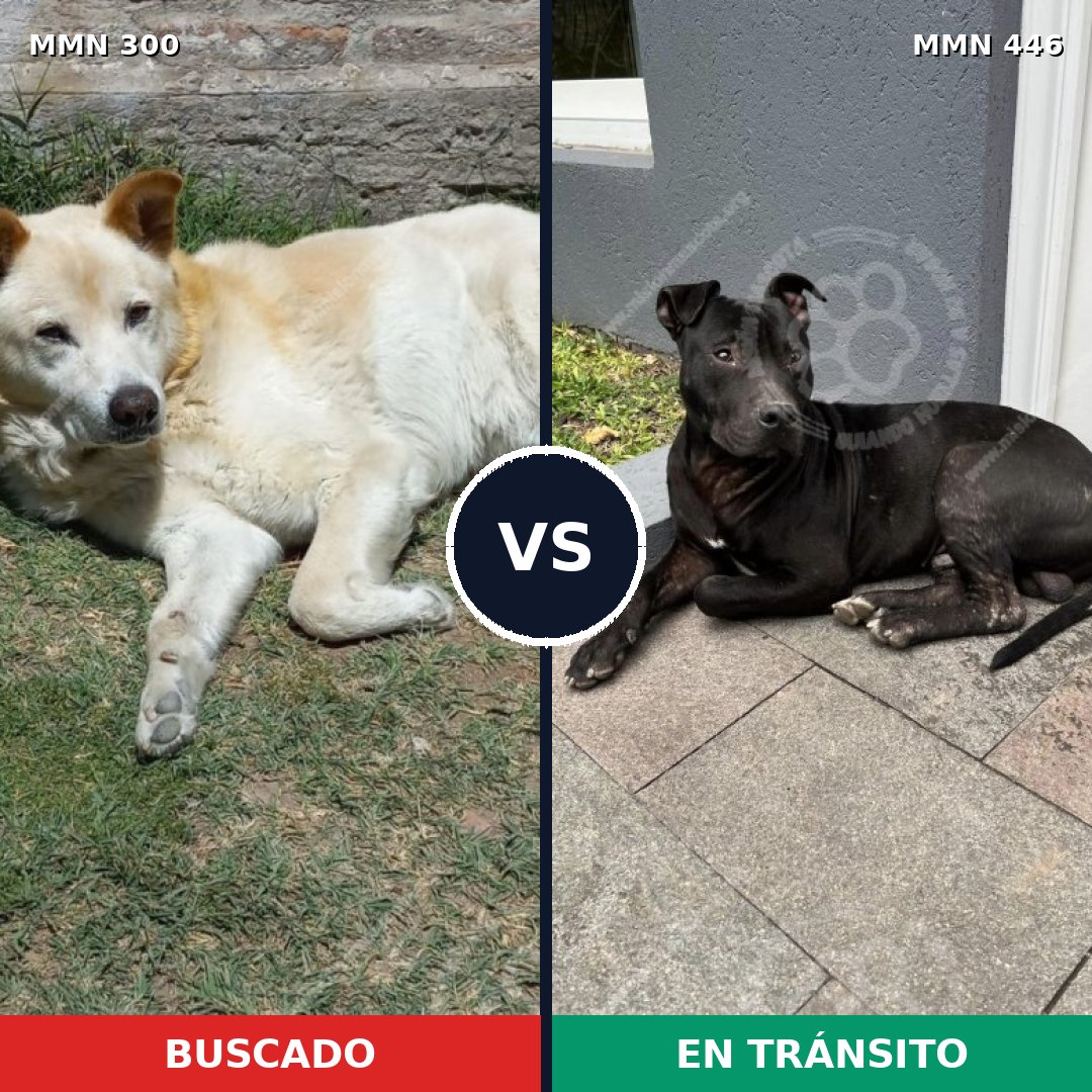 Comparativa MMS 6275: mascota perdida y mascota encontrada, 51% de similitud