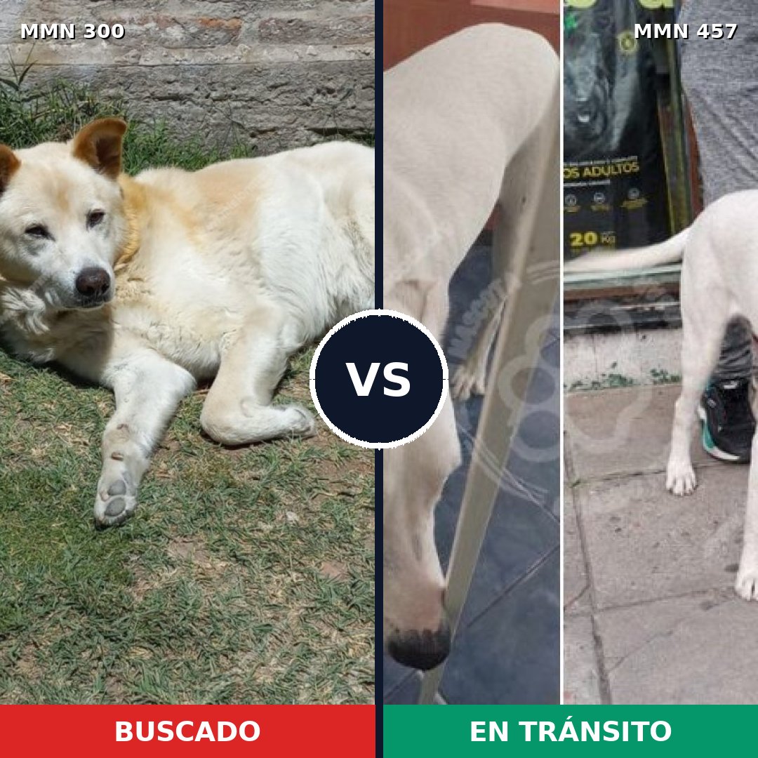 Comparativa MMS 6276: mascota perdida y mascota encontrada, 51% de similitud