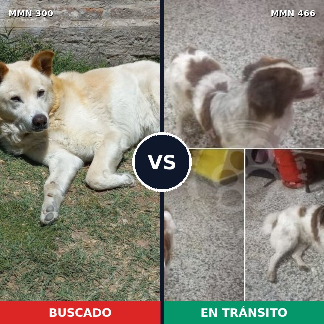 Comparativa MMS 6278: mascota perdida y mascota encontrada, 54% de similitud