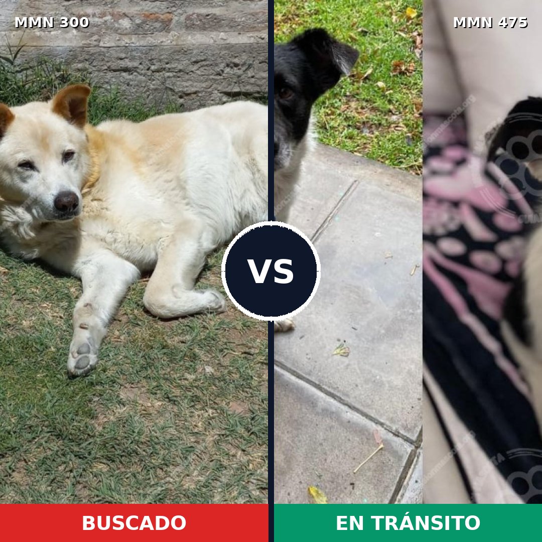 Comparativa MMS 6279: mascota perdida y mascota encontrada, 51% de similitud