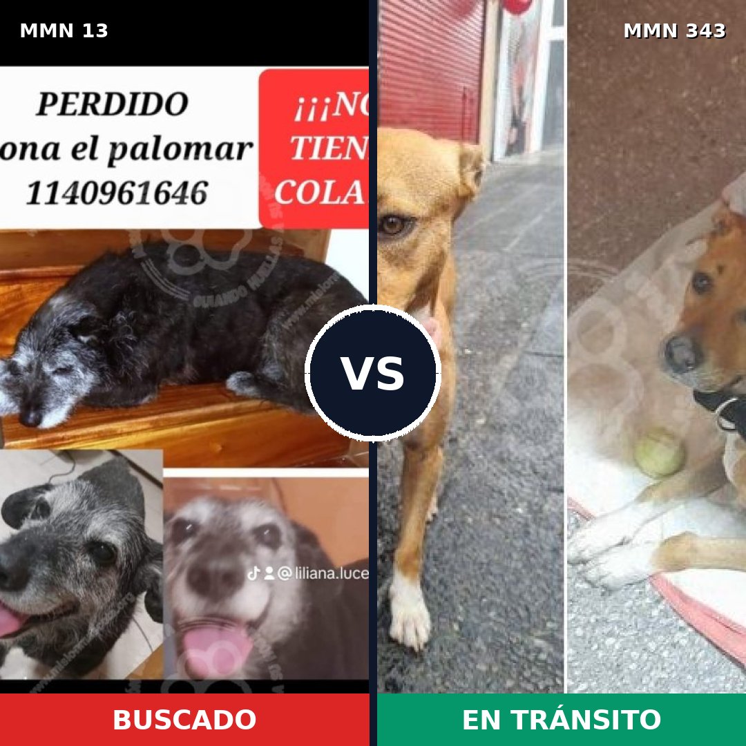 Comparativa MMS 628: mascota perdida y mascota encontrada, 73% de similitud