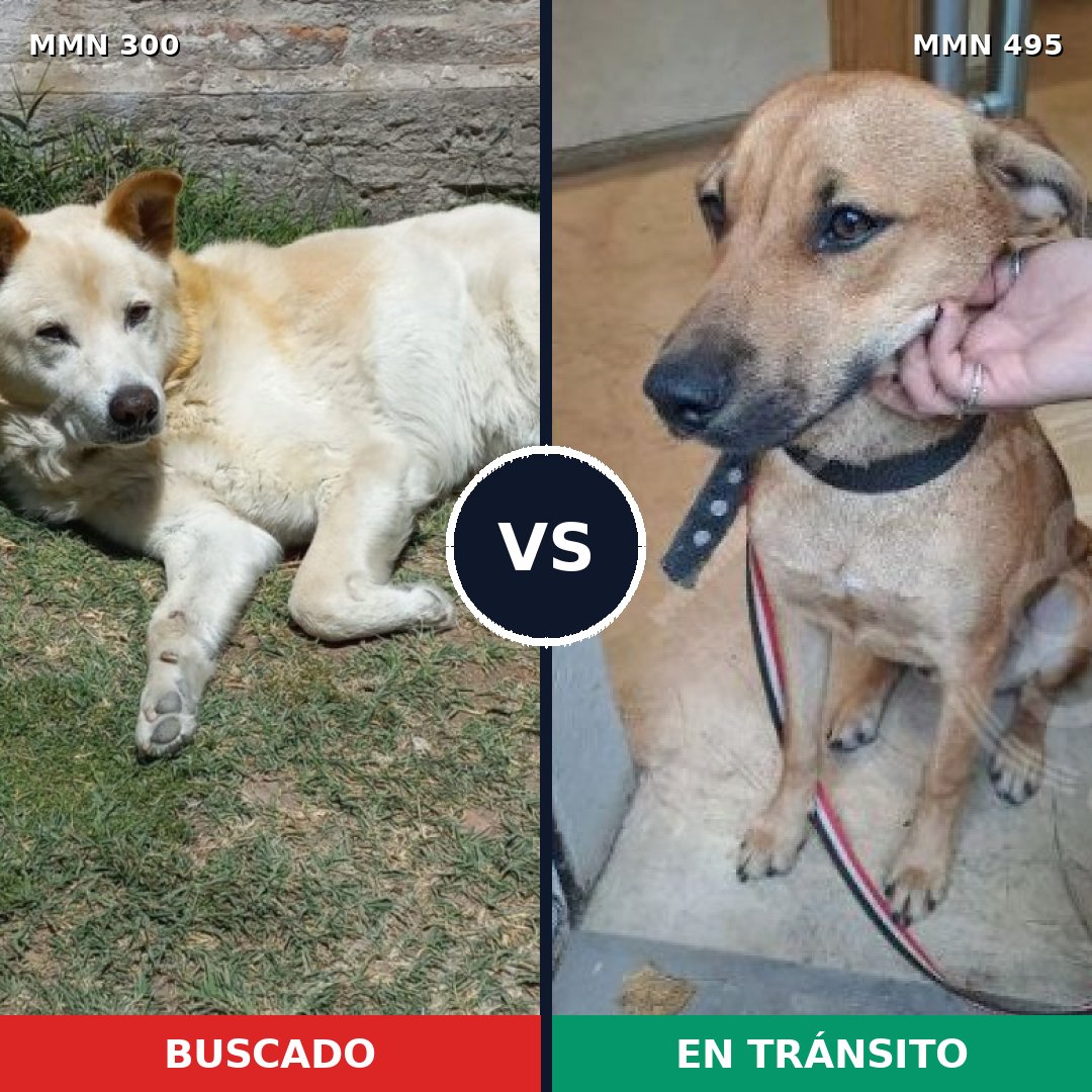 Comparativa MMS 6281: mascota perdida y mascota encontrada, 70% de similitud