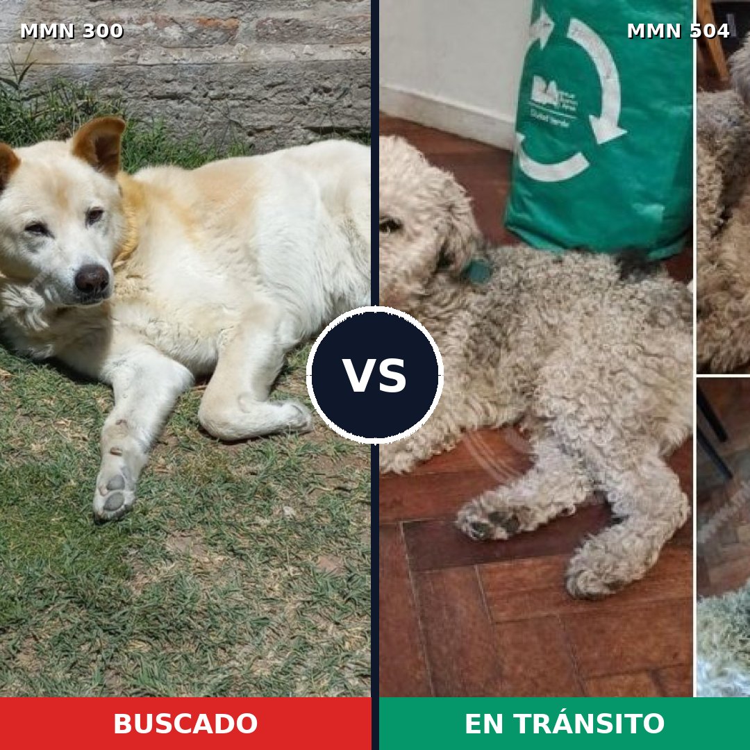 Comparativa MMS 6283: mascota perdida y mascota encontrada, 54% de similitud