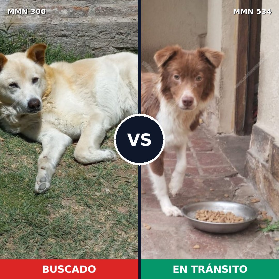 Comparativa MMS 6285: mascota perdida y mascota encontrada, 46% de similitud
