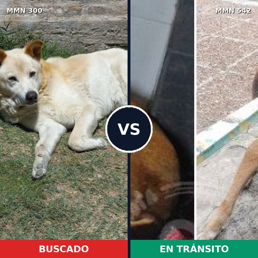 Comparativa MMS 6286: mascota perdida y mascota encontrada, 12% de similitud