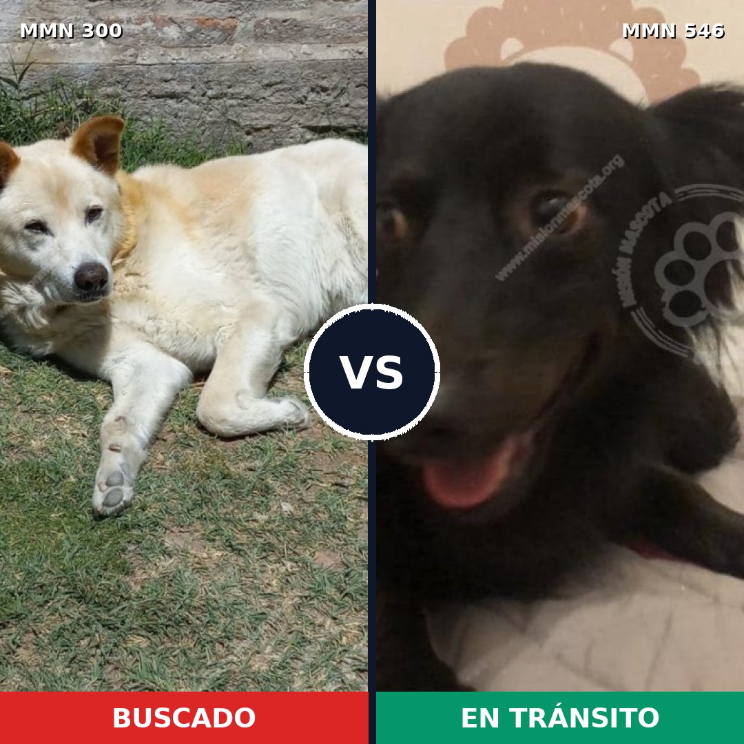 Comparativa MMS 6287: mascota perdida y mascota encontrada, 10% de similitud