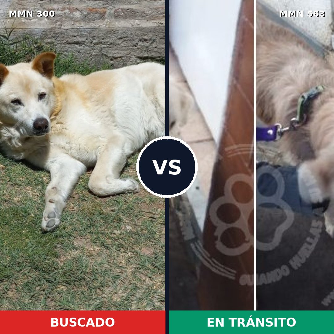 Comparativa MMS 6288: mascota perdida y mascota encontrada, 86% de similitud