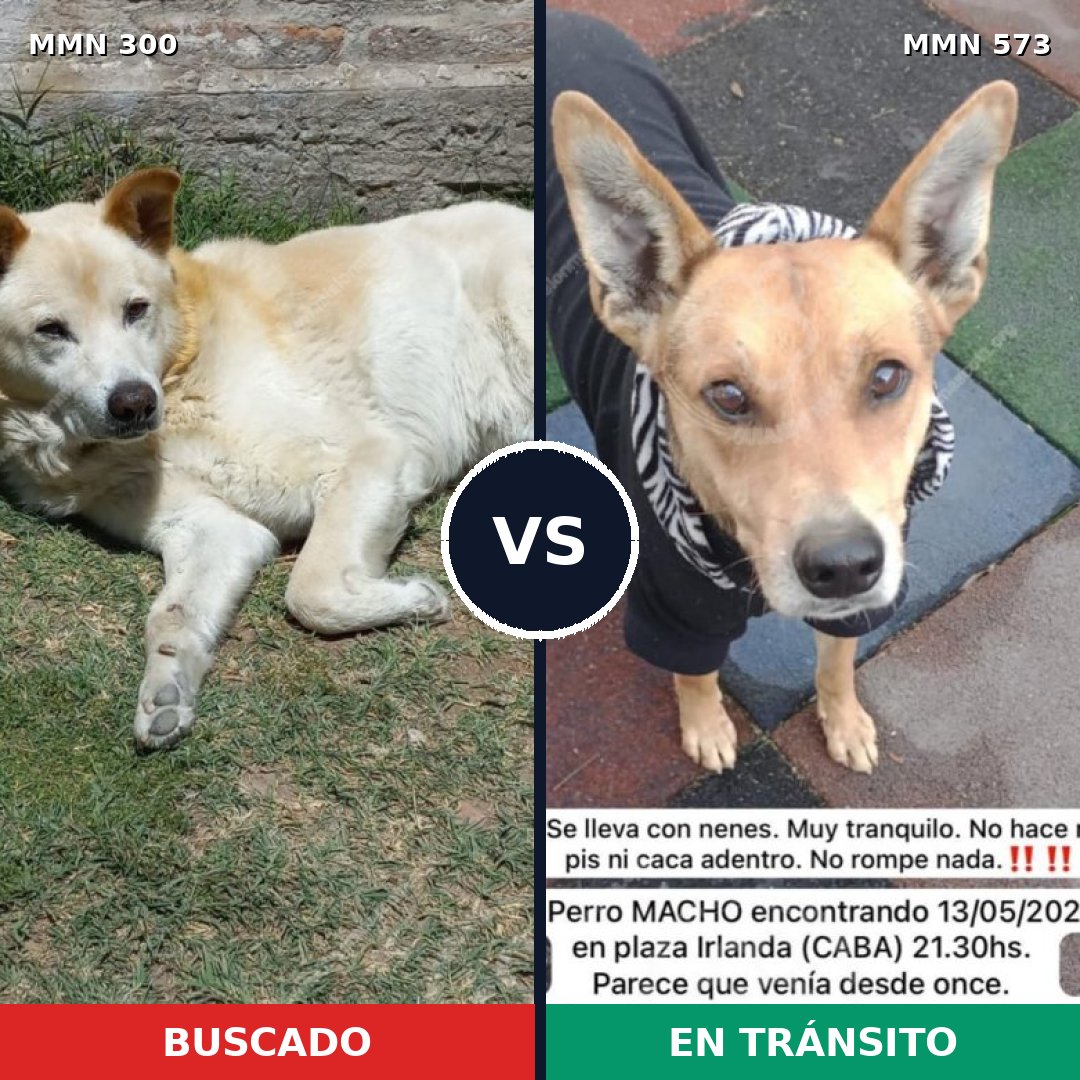 Comparativa MMS 6289: mascota perdida y mascota encontrada, 52% de similitud