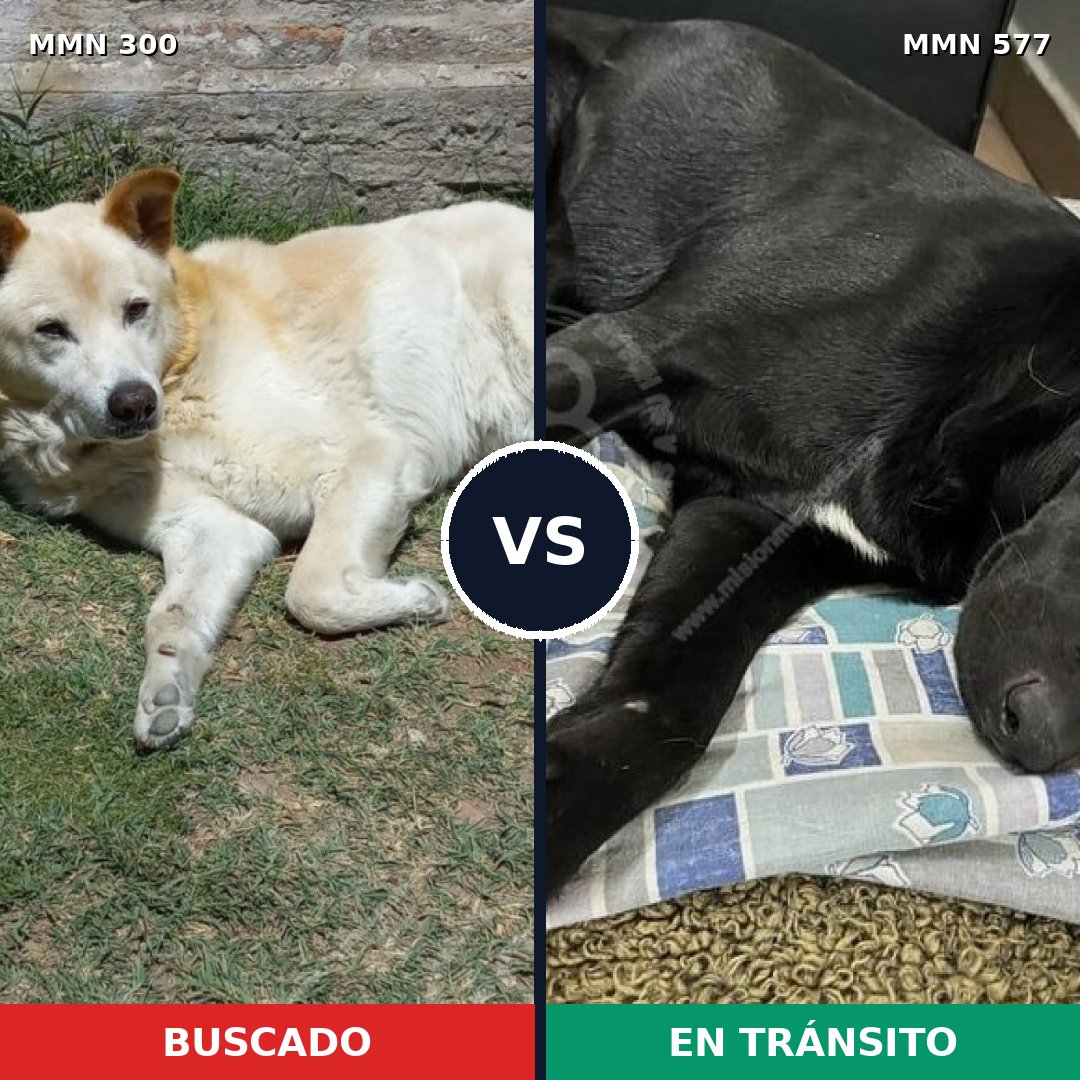 Comparativa MMS 6290: mascota perdida y mascota encontrada, 47% de similitud