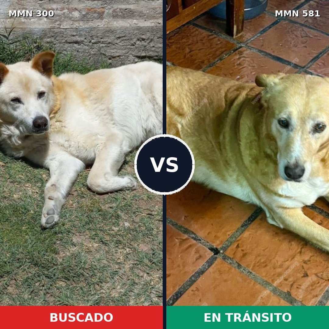 Comparativa MMS 6291: mascota perdida y mascota encontrada, 11% de similitud