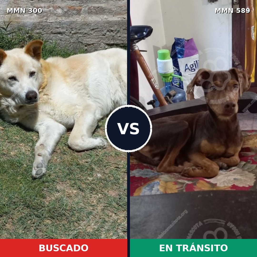 Comparativa MMS 6292: mascota perdida y mascota encontrada, 2% de similitud