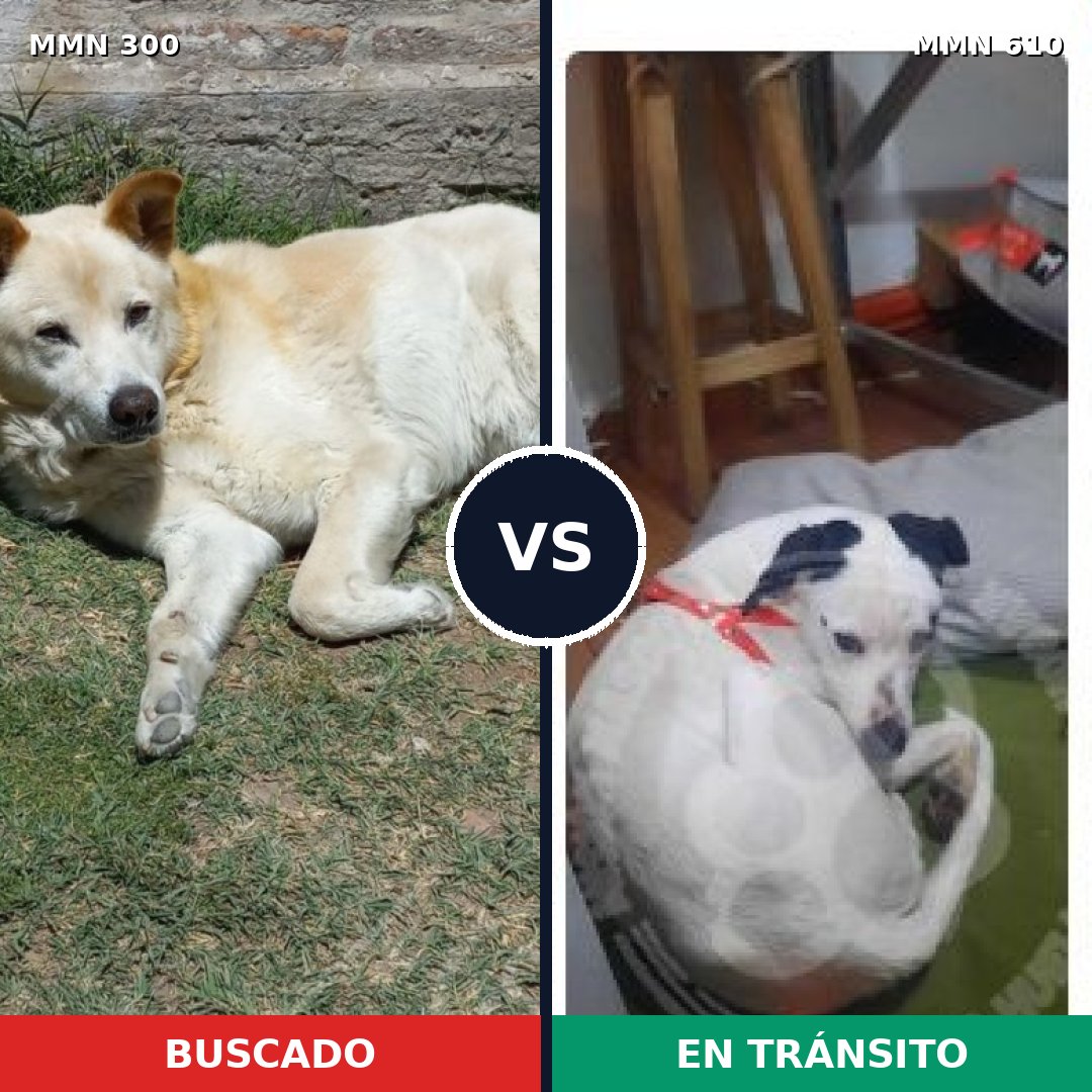 Comparativa MMS 6293: mascota perdida y mascota encontrada, 51% de similitud