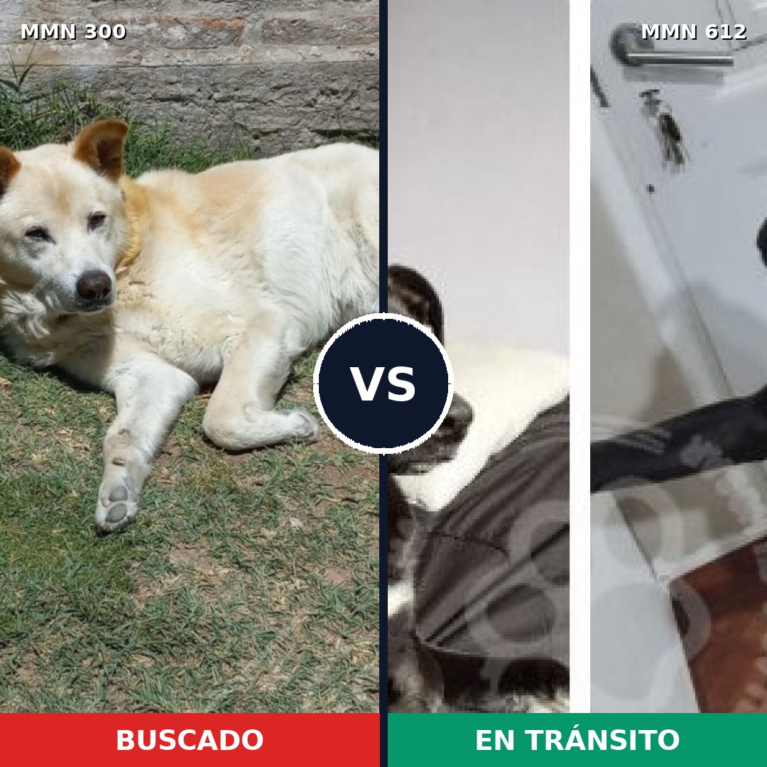Comparativa MMS 6294: mascota perdida y mascota encontrada, 47% de similitud