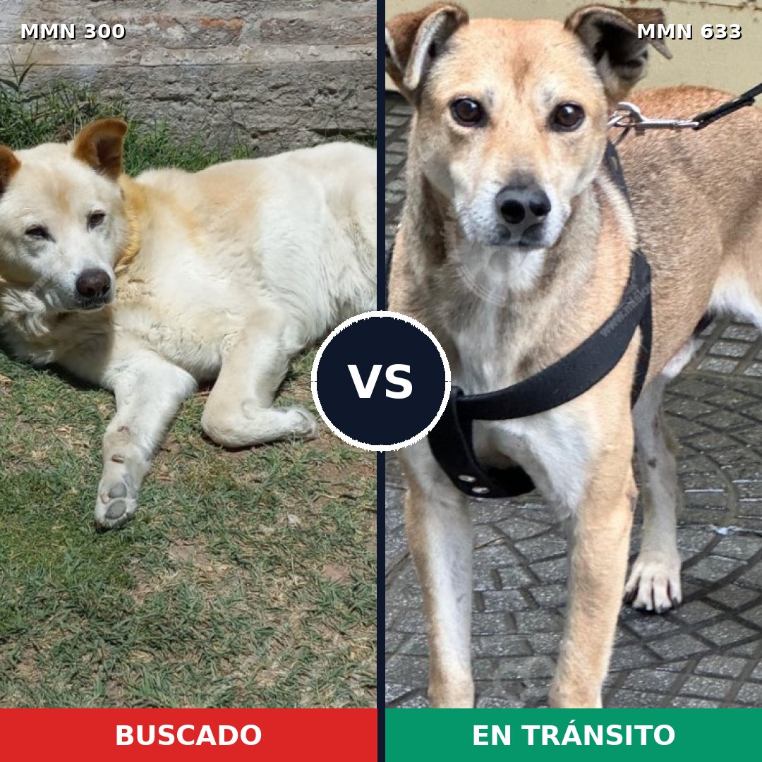 Comparativa MMS 6295: mascota perdida y mascota encontrada, 73% de similitud