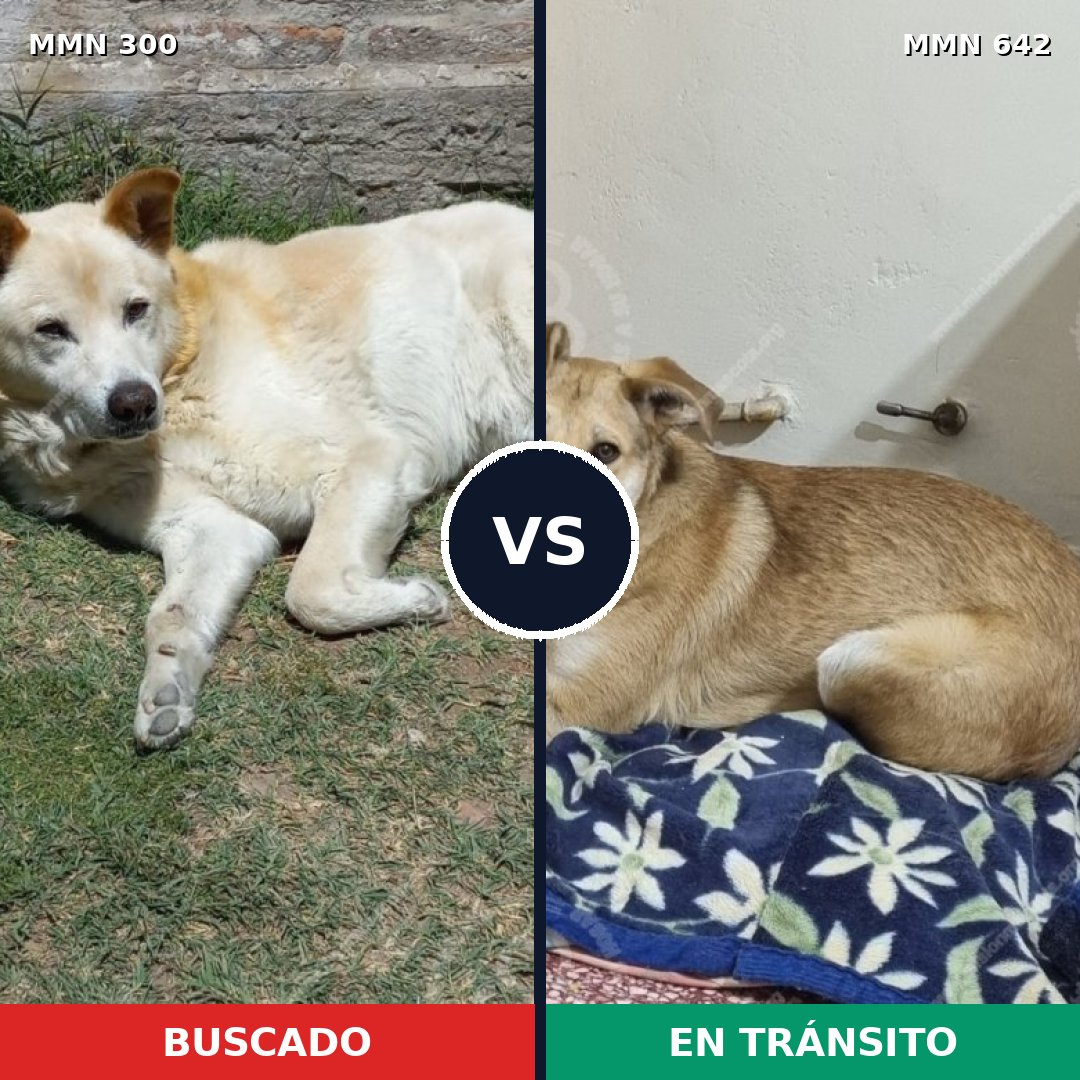 Comparativa MMS 6296: mascota perdida y mascota encontrada, 27% de similitud