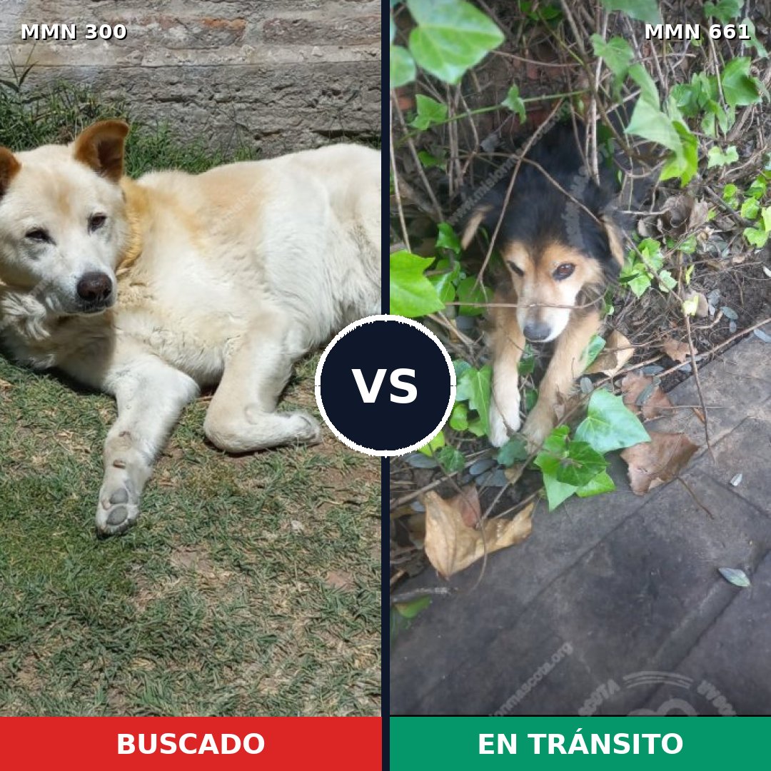 Comparativa MMS 6298: mascota perdida y mascota encontrada, 13% de similitud