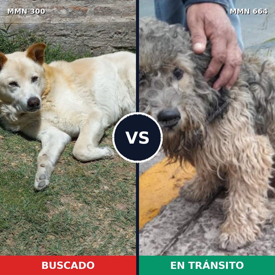 Comparativa MMS 6299: mascota perdida y mascota encontrada, 70% de similitud