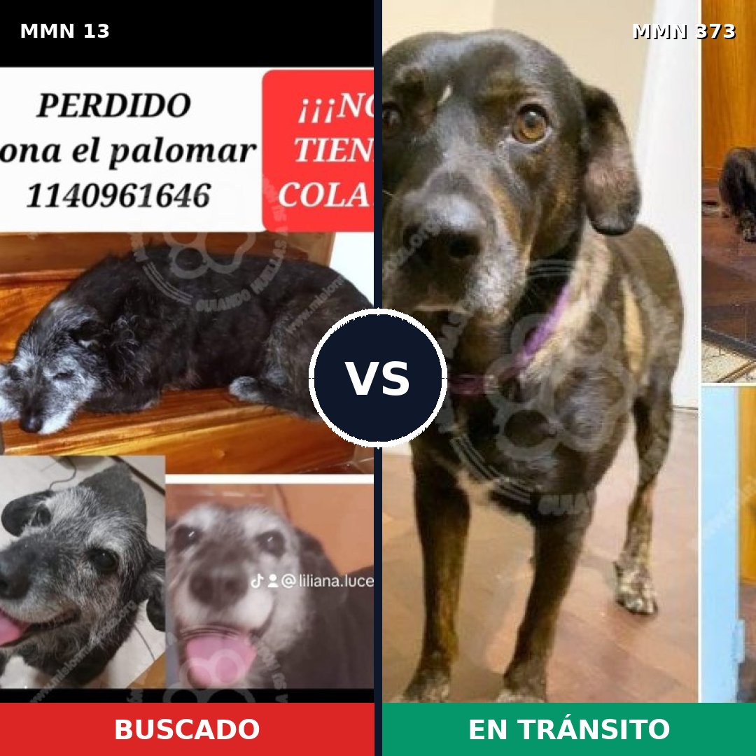 Comparativa MMS 630: mascota perdida y mascota encontrada, 67% de similitud