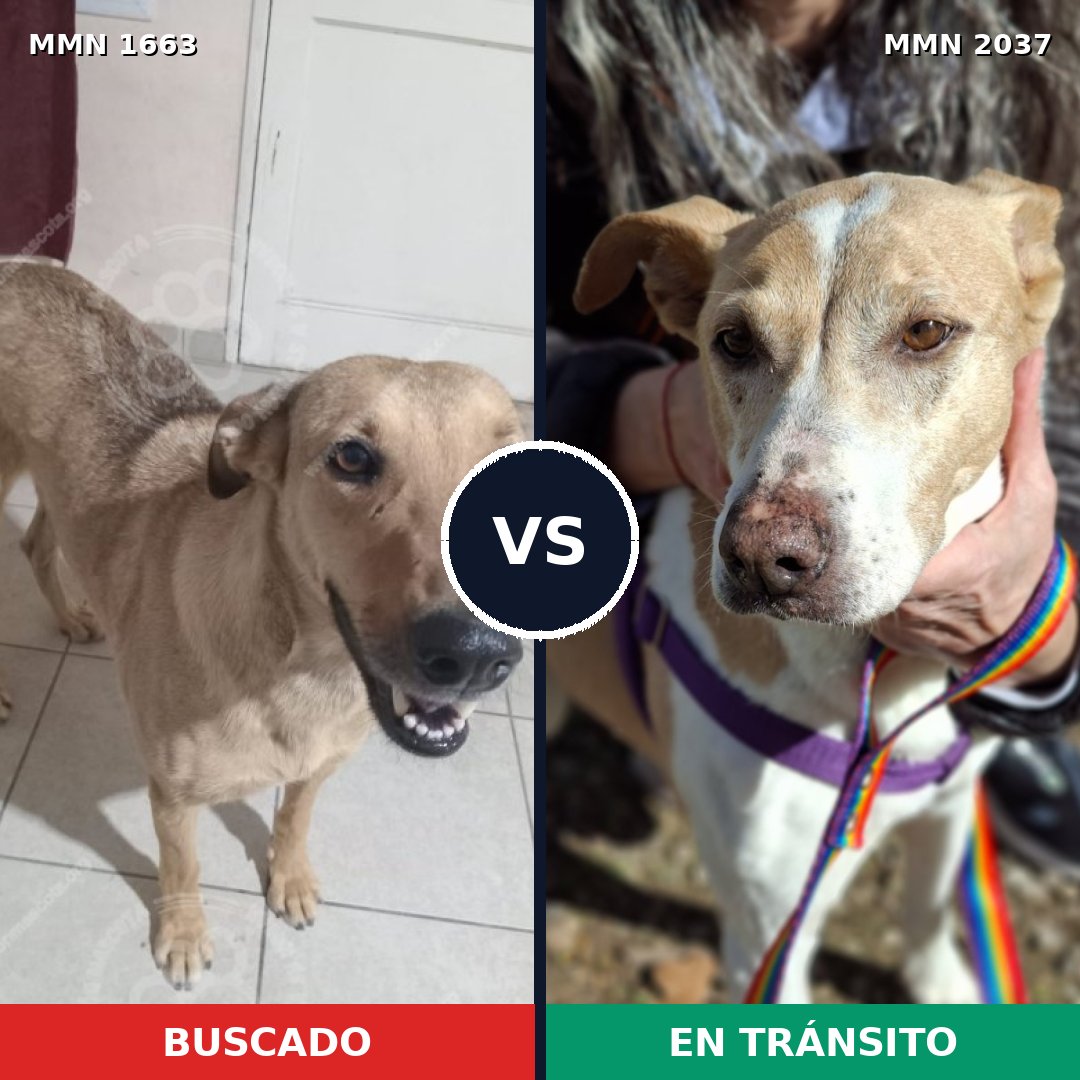 Comparativa MMS 63002: mascota perdida y mascota encontrada, 69% de similitud