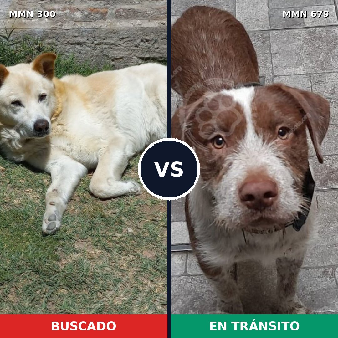 Comparativa MMS 6301: mascota perdida y mascota encontrada, 9% de similitud