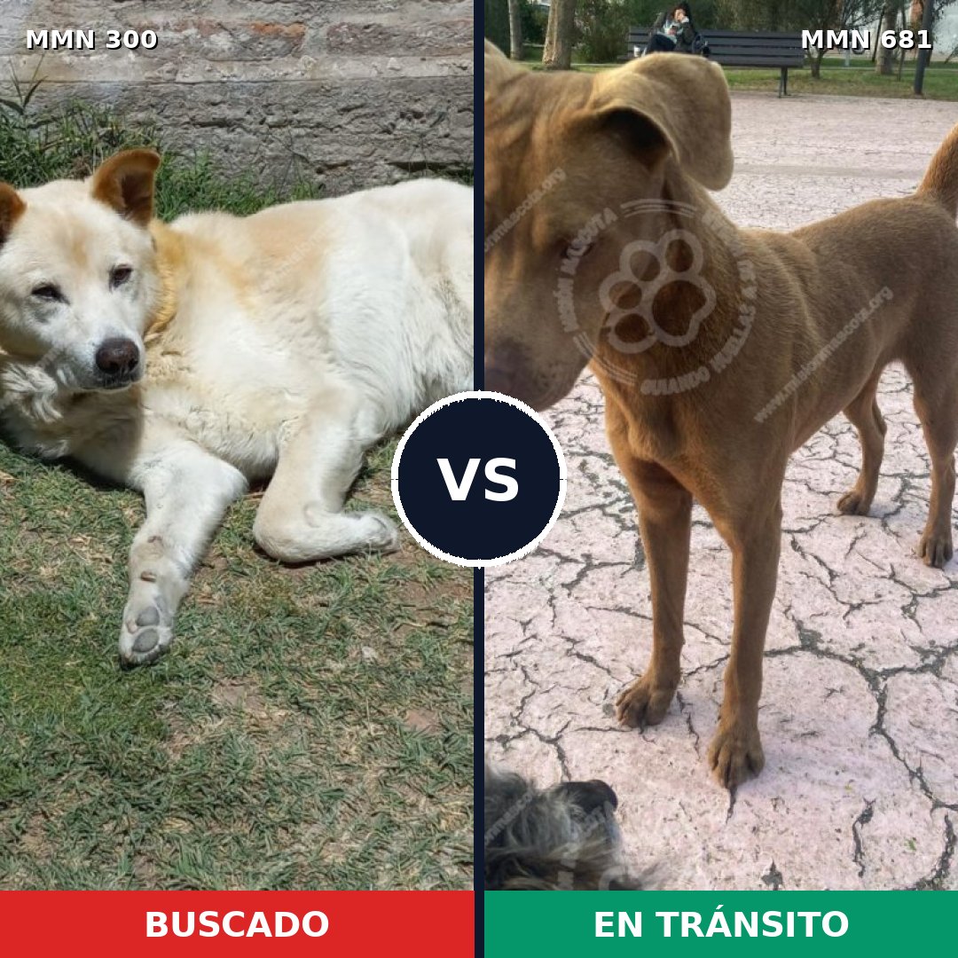 Comparativa MMS 6303: mascota perdida y mascota encontrada, 6% de similitud