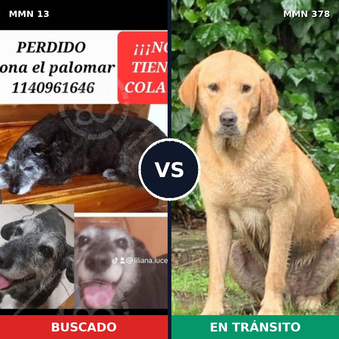 Comparativa MMS 632: mascota perdida y mascota encontrada, 29% de similitud