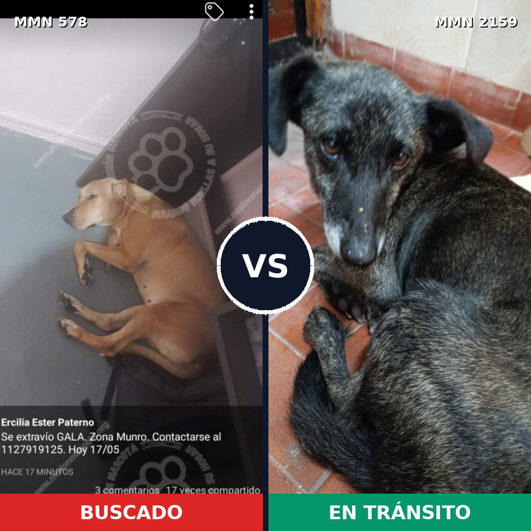 Comparativa MMS 63248: mascota perdida y mascota encontrada, 52% de similitud