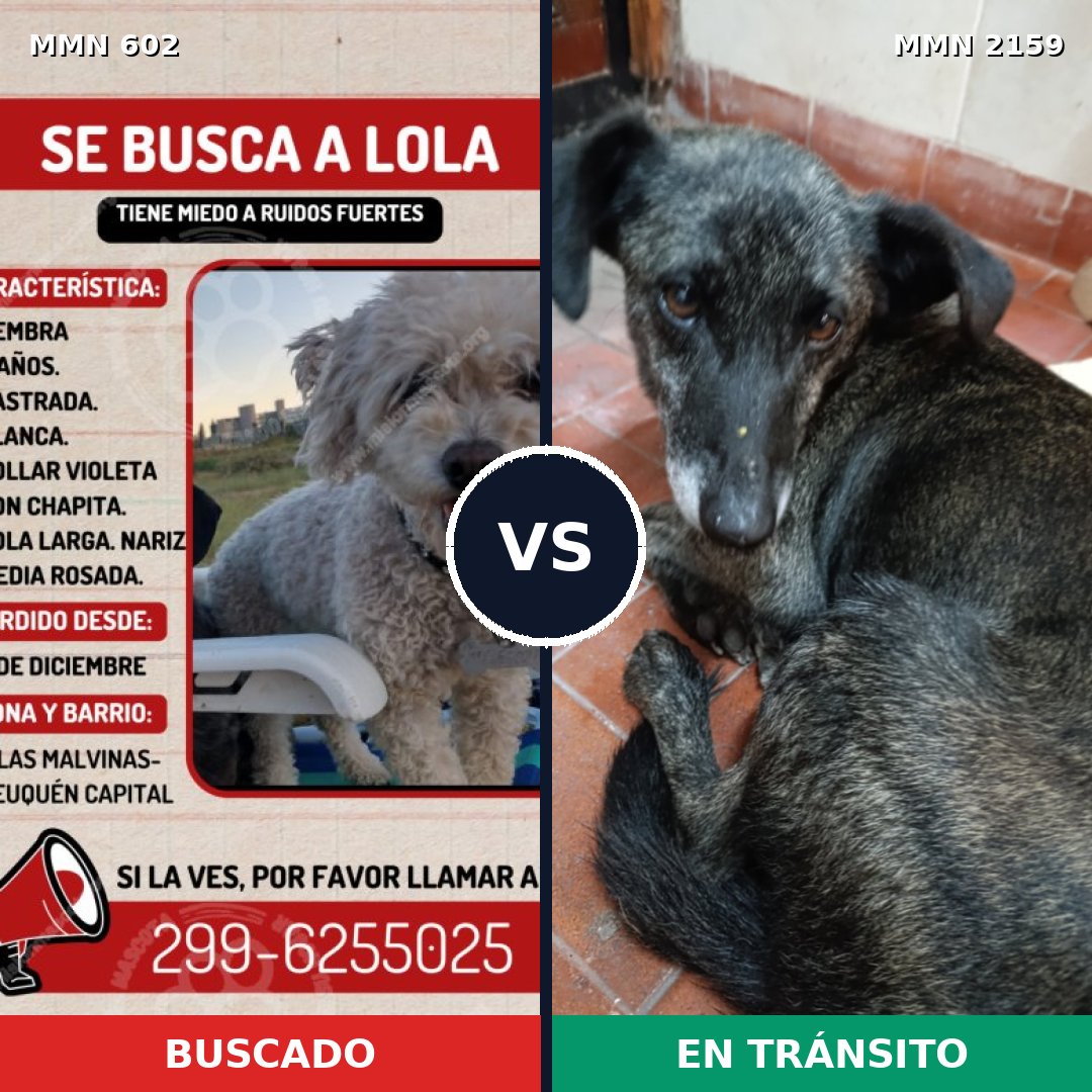 Comparativa MMS 63250: mascota perdida y mascota encontrada, 10% de similitud