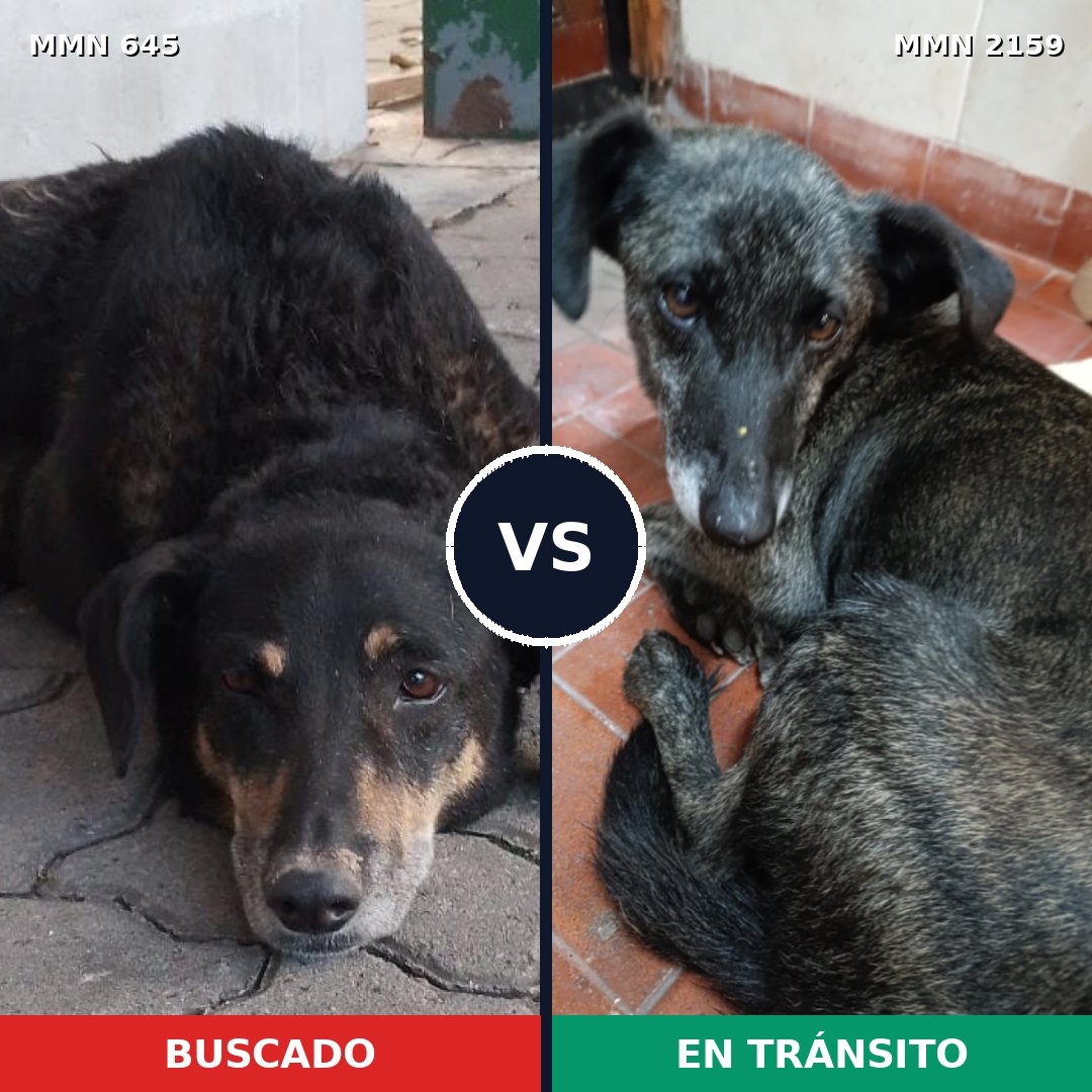 Comparativa MMS 63253: mascota perdida y mascota encontrada, 59% de similitud