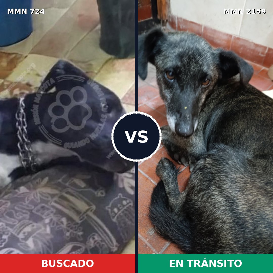 Comparativa MMS 63257: mascota perdida y mascota encontrada, 58% de similitud