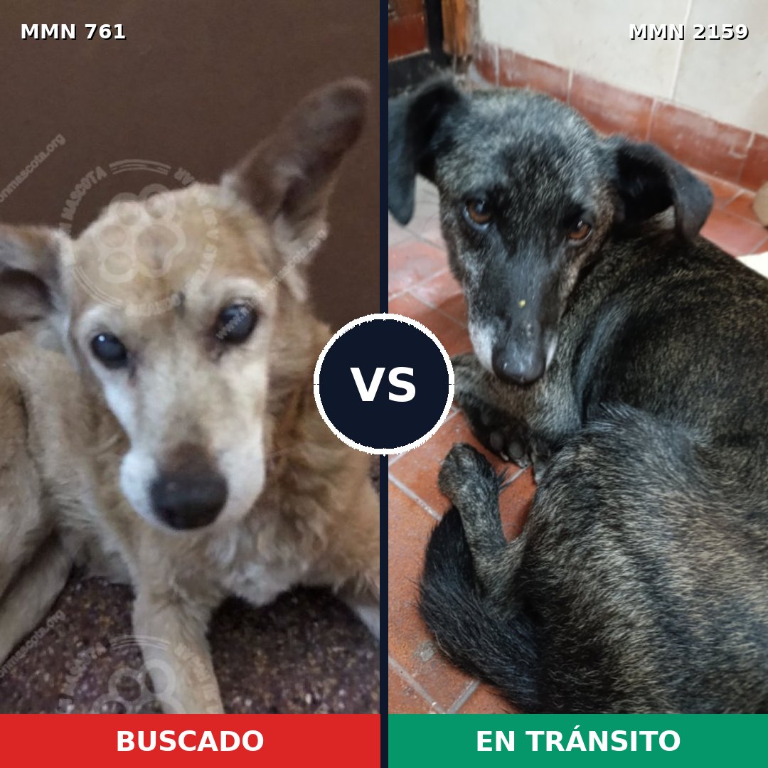 Comparativa MMS 63261: mascota perdida y mascota encontrada, 60% de similitud