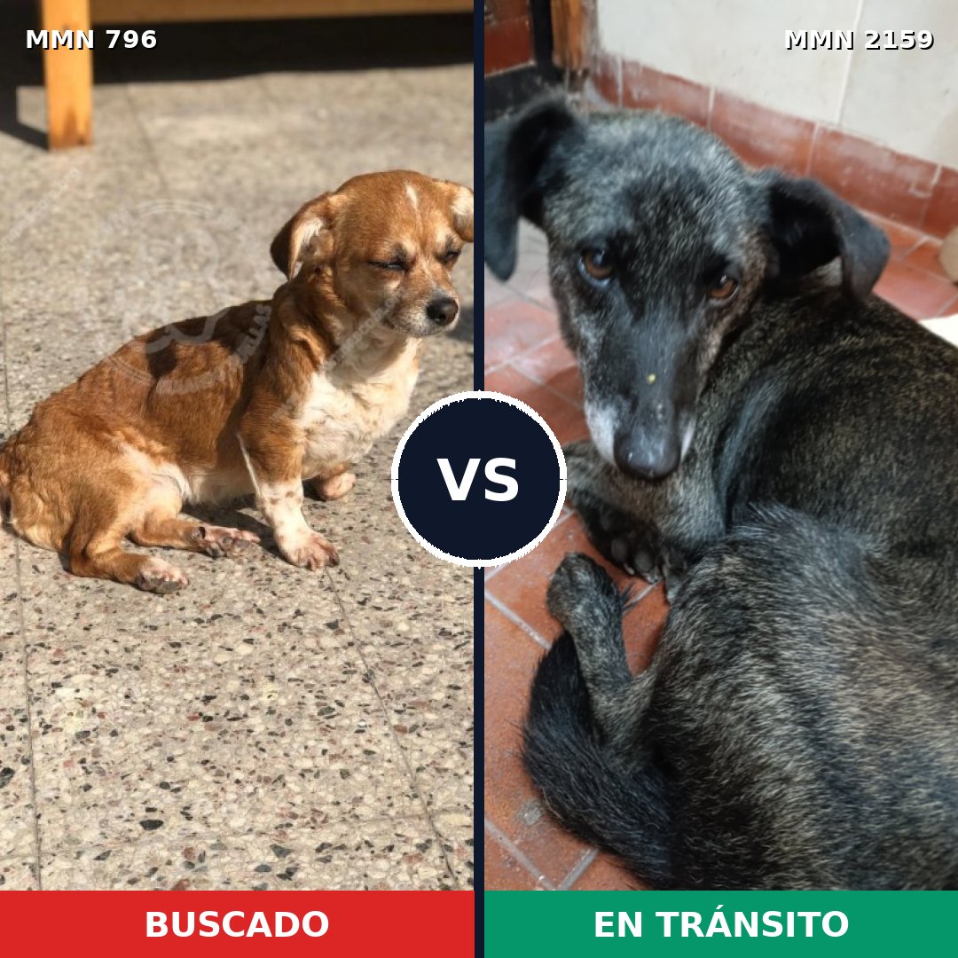 Comparativa MMS 63265: mascota perdida y mascota encontrada, 54% de similitud