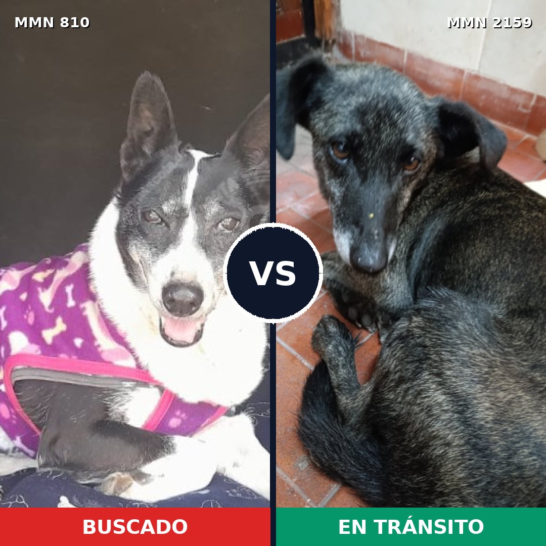 Comparativa MMS 63267: mascota perdida y mascota encontrada, 68% de similitud