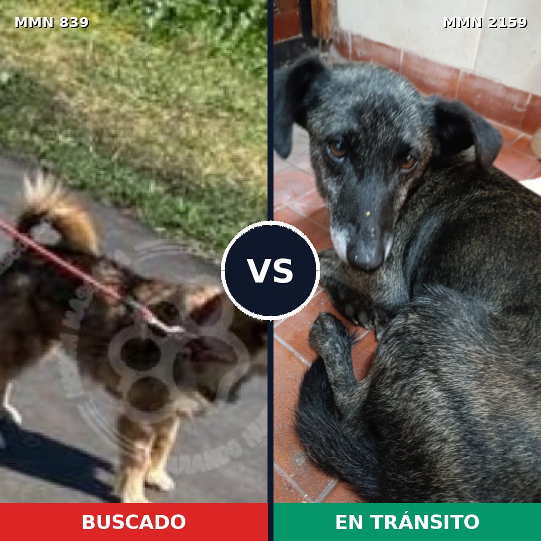 Comparativa MMS 63274: mascota perdida y mascota encontrada, 55% de similitud