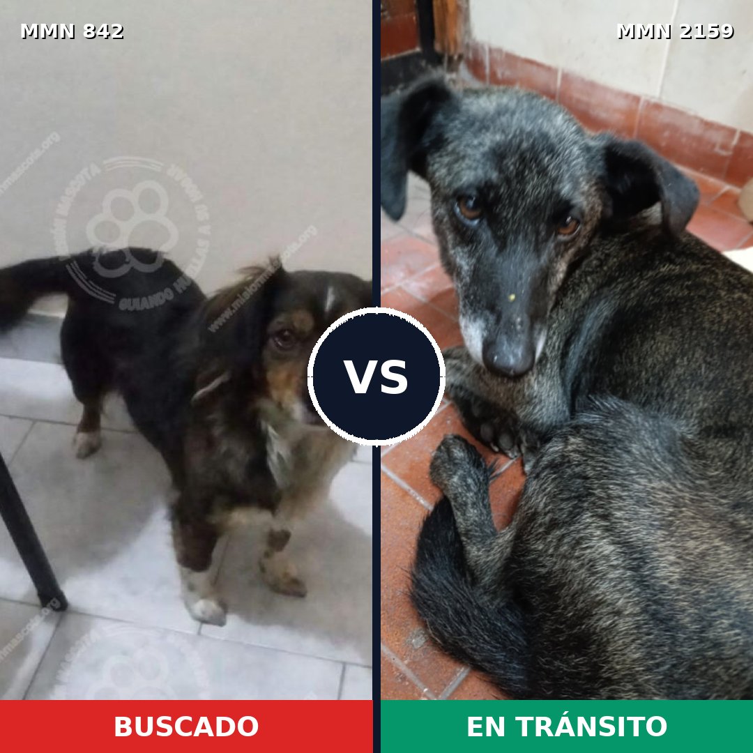 Comparativa MMS 63276: mascota perdida y mascota encontrada, 52% de similitud