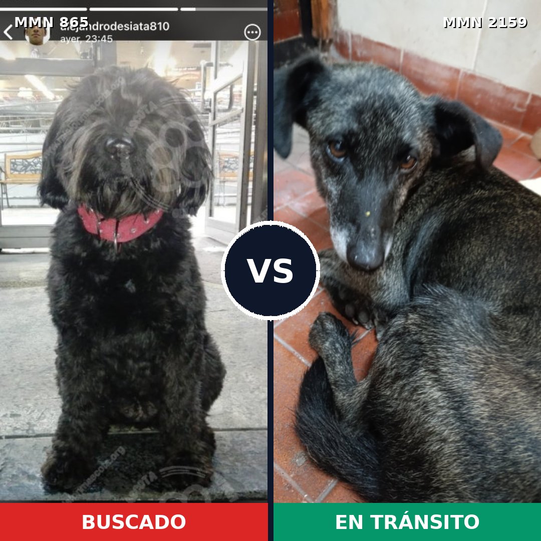 Comparativa MMS 63280: mascota perdida y mascota encontrada, 47% de similitud